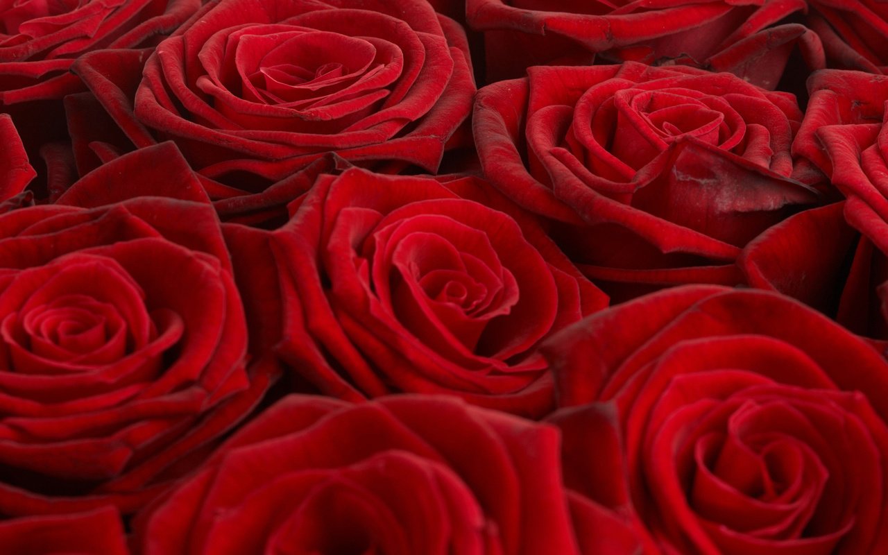 Обои обои, розы, красный, букет, wallpaper, roses, red, bouquet разрешение 2560x1600 Загрузить