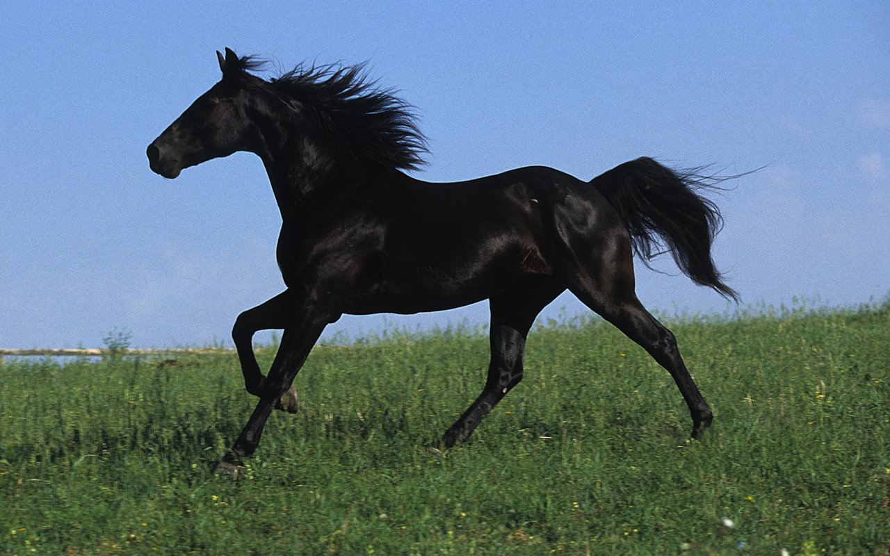 Обои небо, поле, черный, грива, жеребец, лошаль, скакун, the sky, field, black, mane, stallion, local, horse разрешение 1920x1080 Загрузить