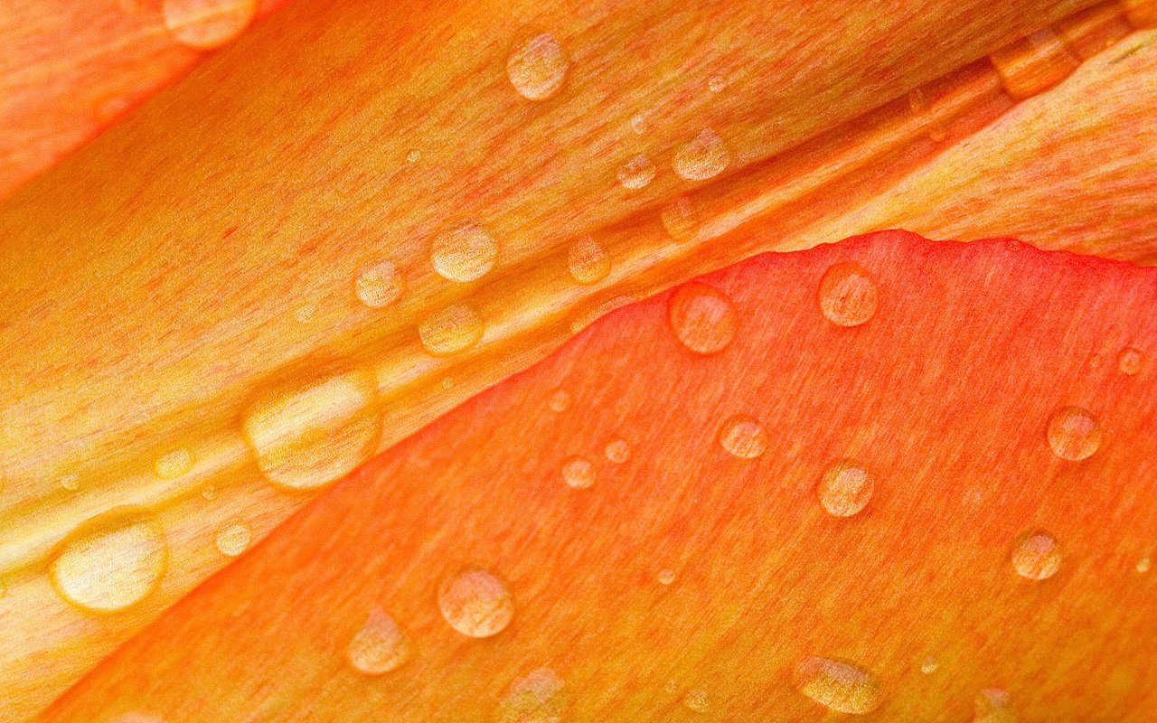 Обои макро, роса, лепестки, macro, rosa, petals разрешение 1920x1200 Загрузить