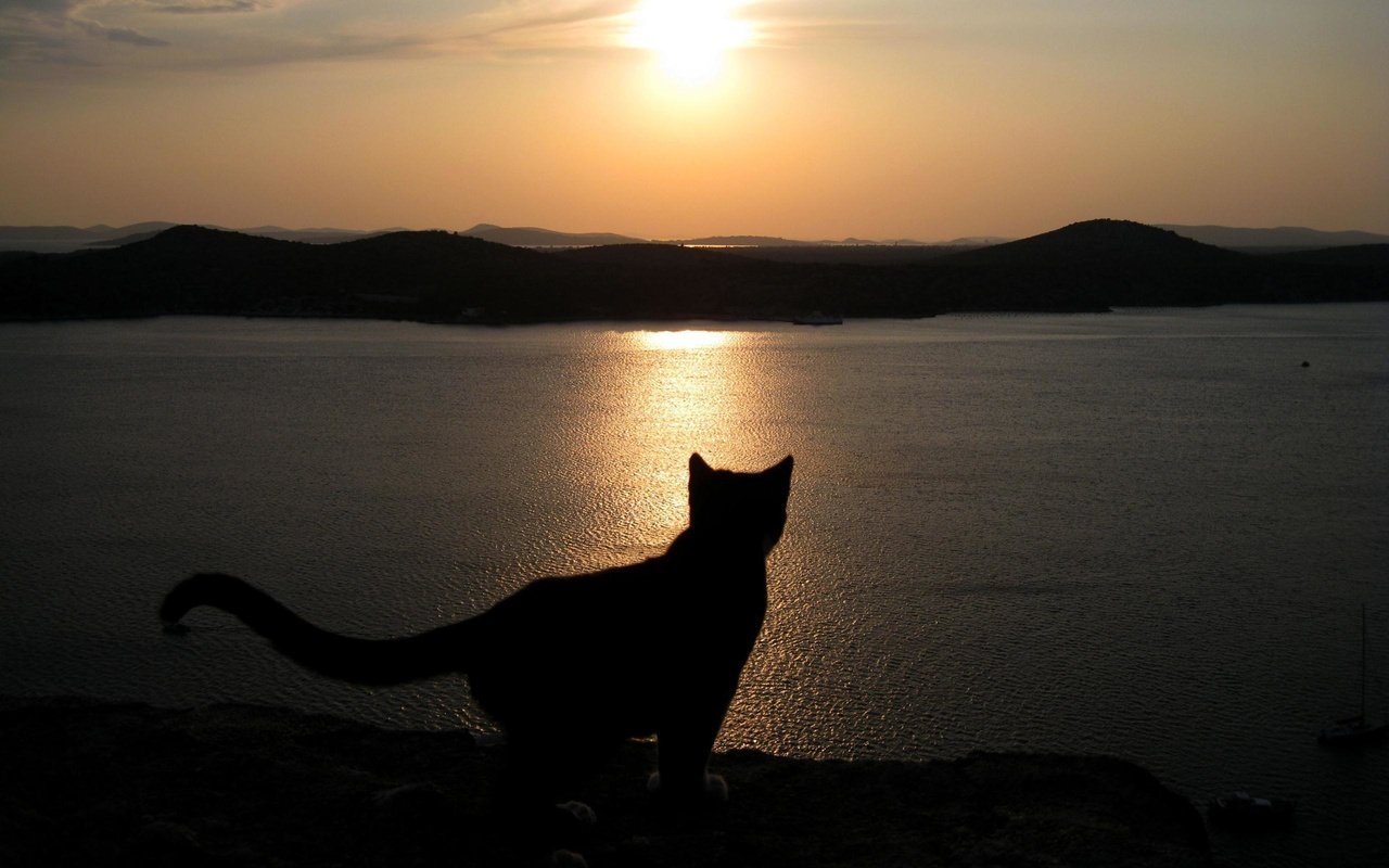 Обои вечер, озеро, кошка, хвост, the evening, lake, cat, tail разрешение 2560x1600 Загрузить