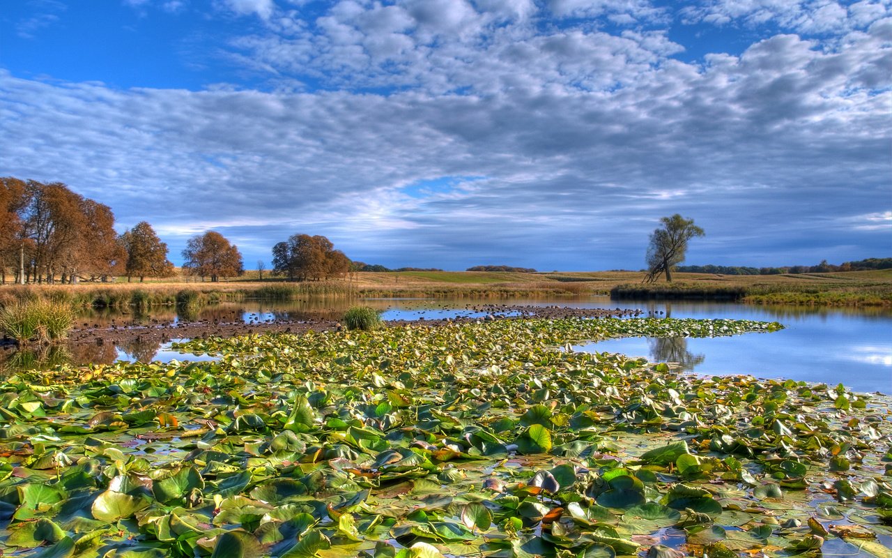 Обои облака, озеро, лес, кувшинки, clouds, lake, forest, water lilies разрешение 2560x1600 Загрузить