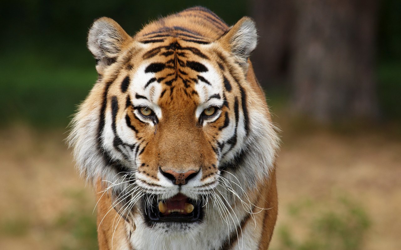 Обои тигр, хищник, большая кошка, tiger, predator, big cat разрешение 2560x1600 Загрузить