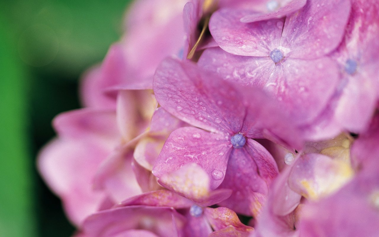 Обои цветы, капли, лепестки, гортензия, flowers, drops, petals, hydrangea разрешение 1920x1200 Загрузить