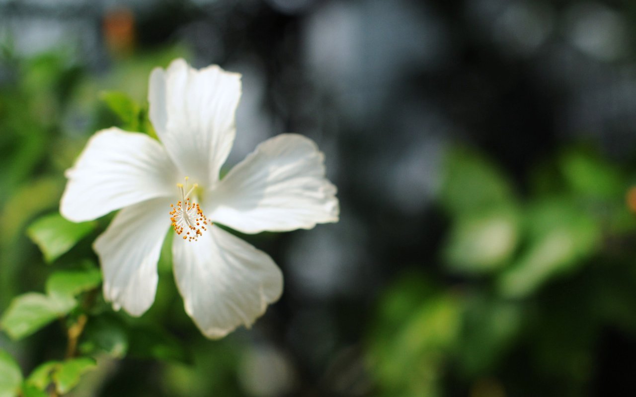 Обои цветок, лепестки, размытость, белые, бутое, гибискус, flower, petals, blur, white, bute, hibiscus разрешение 1920x1200 Загрузить