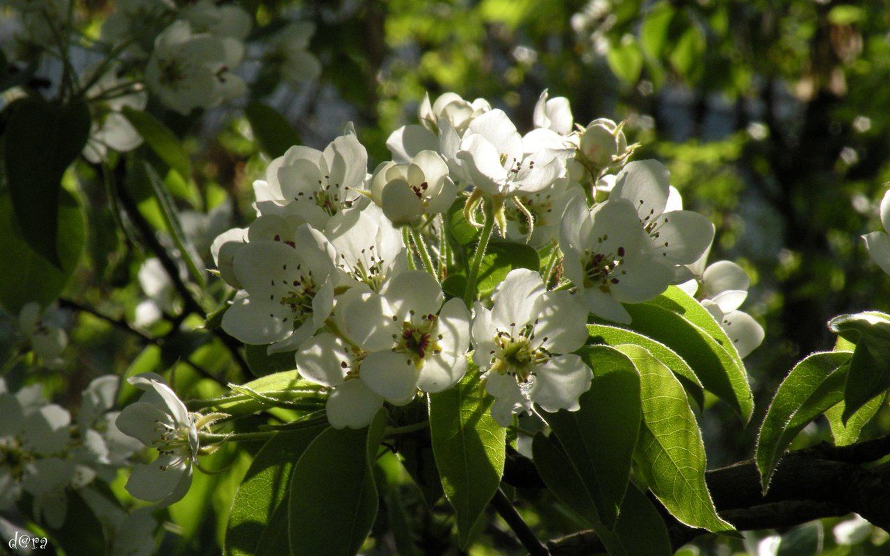 Обои цветы, весна, яблоня, flowers, spring, apple разрешение 1920x1200 Загрузить