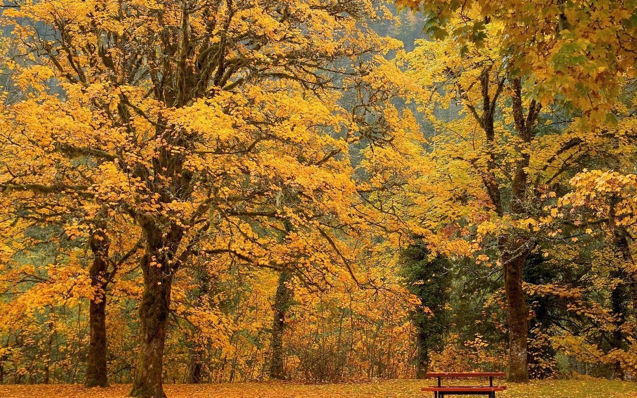 Обои деревья, парк, листва, осень, скамейка, trees, park, foliage, autumn, bench разрешение 1920x1080 Загрузить