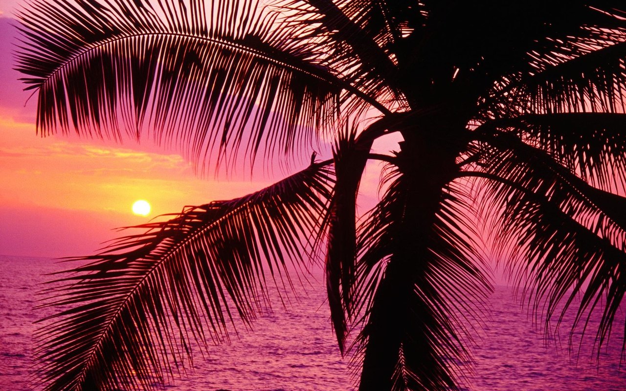 Обои закат, море, пальма, sunset, sea, palma разрешение 1999x1333 Загрузить