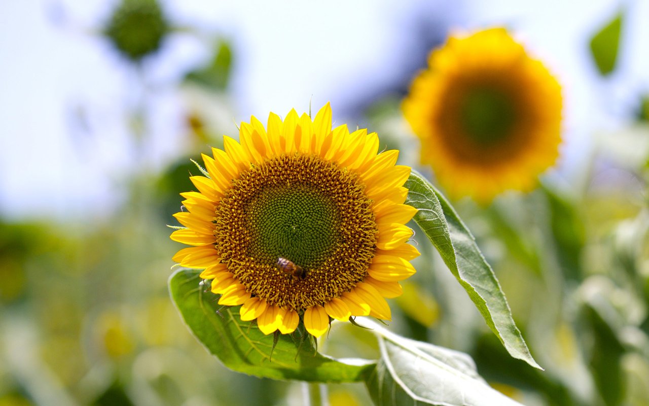 Обои цветы, подсолнухи, пчела, flowers, sunflowers, bee разрешение 1920x1200 Загрузить