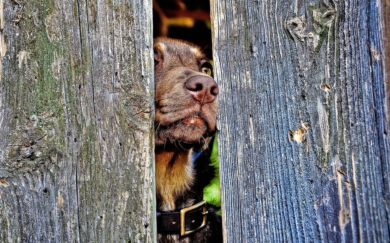 Обои забор, собака, ошейник, пес, нос, the fence, dog, collar, nose разрешение 1920x1200 Загрузить