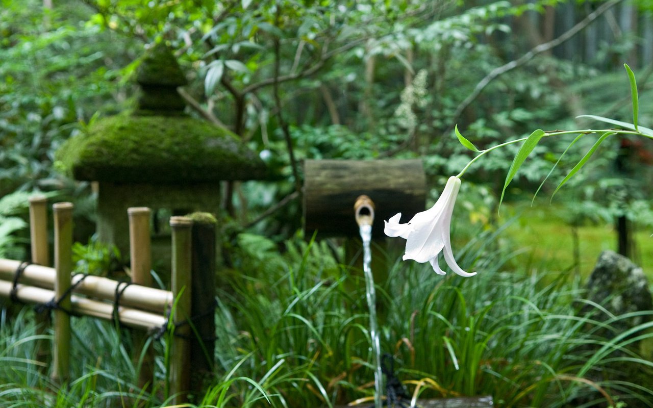 Обои деревья, цветок, забор, япония, сад, лилия, родник, trees, flower, the fence, japan, garden, lily, spring разрешение 1920x1200 Загрузить