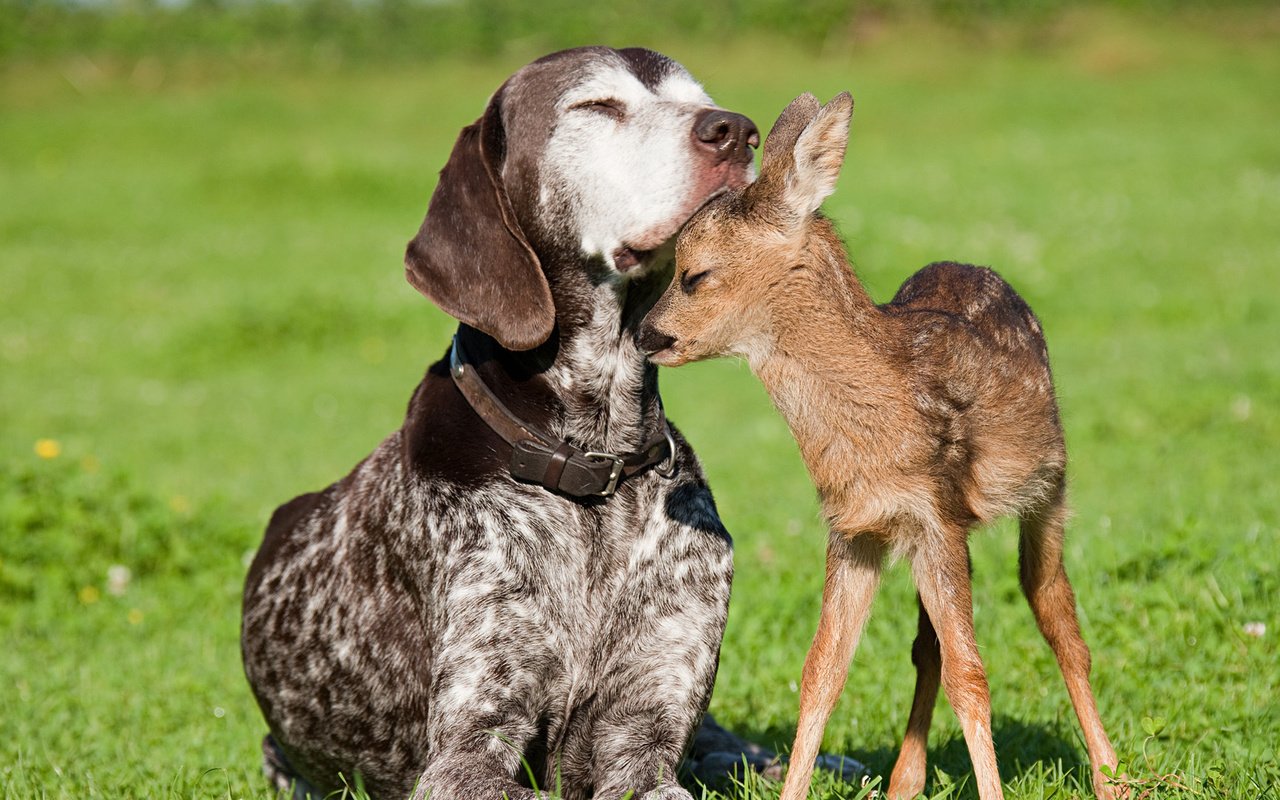 Обои собака, дружба, олененок, dog, friendship, fawn разрешение 1920x1080 Загрузить