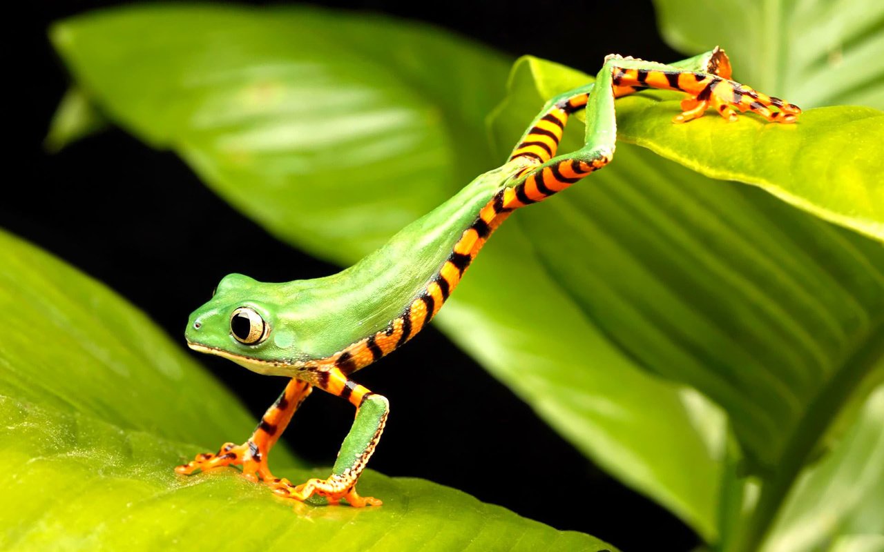 Обои лягушка, зеленая, прыгает, древесная лягушка, квакша, frog, green, jumping, tree frog, treefrog разрешение 1920x1200 Загрузить