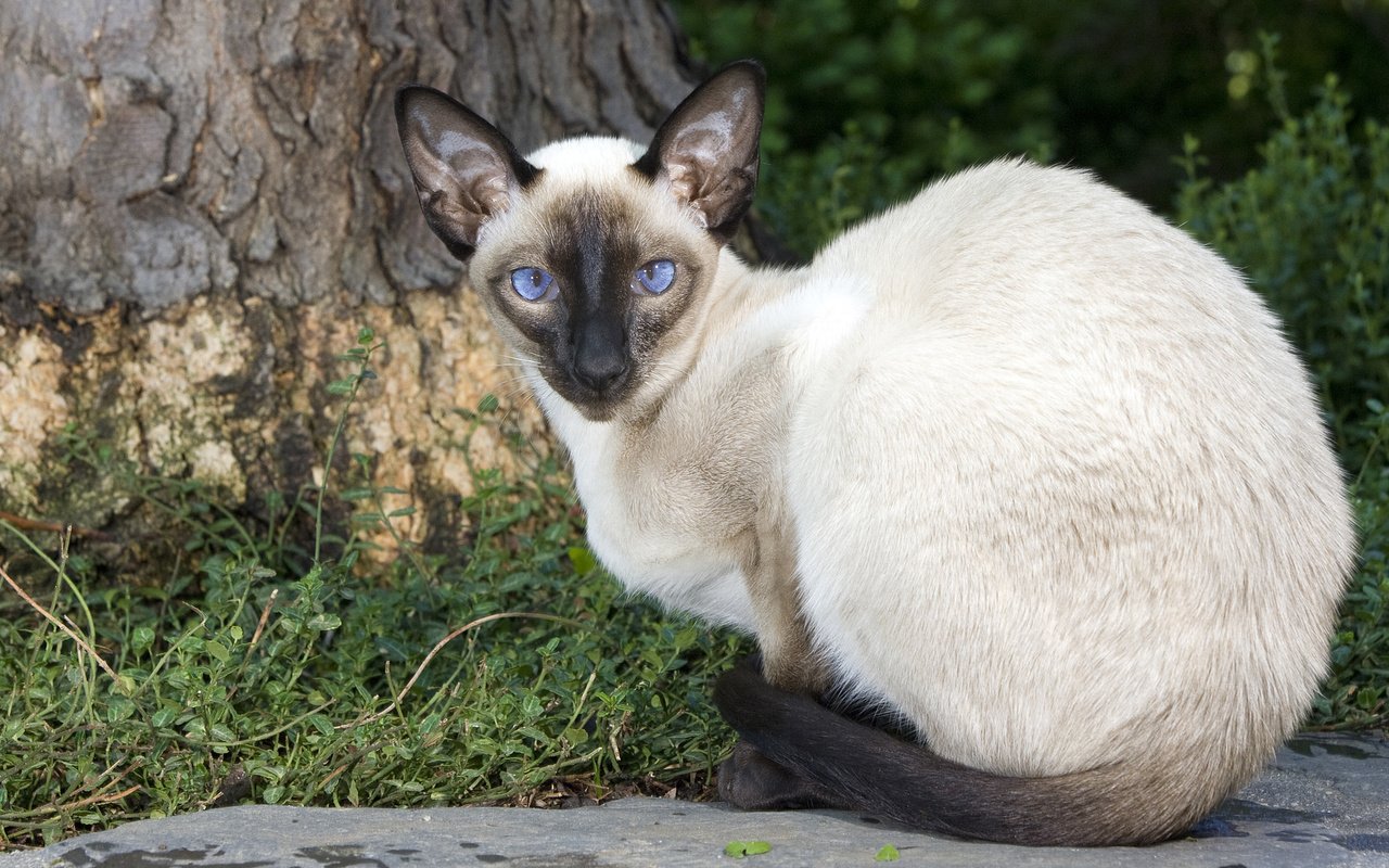 Обои кот, мордочка, кошка, взгляд, сиамская кошка, cat, muzzle, look, siamese cat разрешение 1920x1080 Загрузить