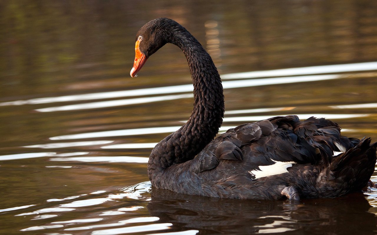 Обои озеро, птица, лебедь, черный лебедь, lake, bird, swan, black swan разрешение 1920x1080 Загрузить