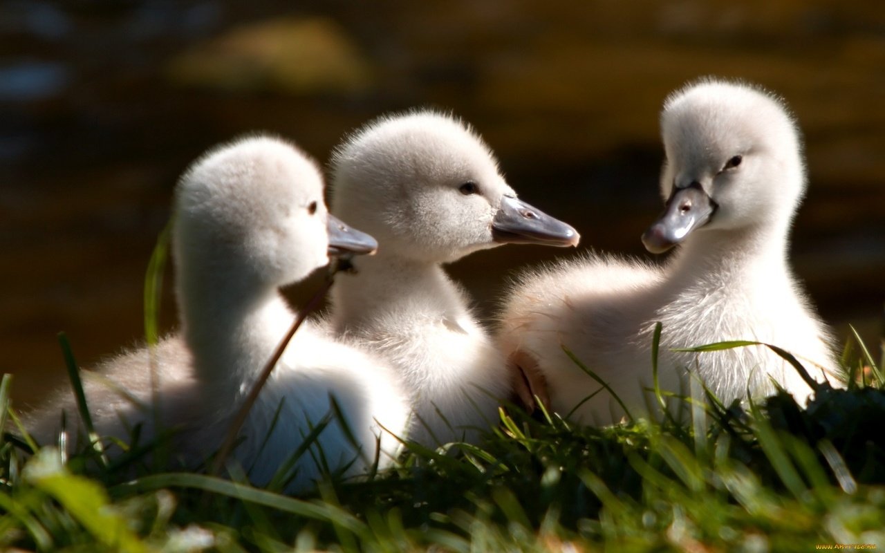 Обои трава, птицы, клюв, лебедь, птенцы, лебедята, grass, birds, beak, swan, chicks, the lebeda разрешение 1920x1200 Загрузить