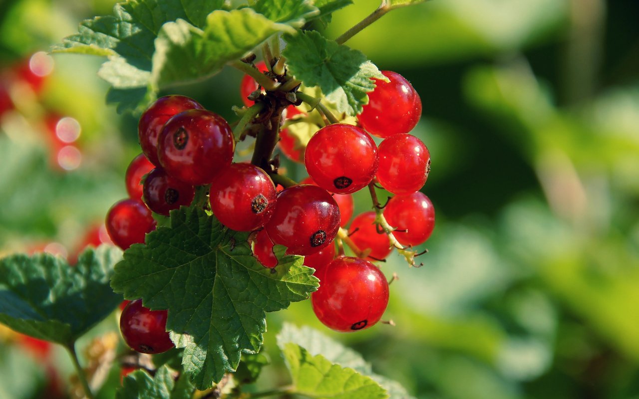 Обои листья, ягода, красная смородина, смородина, боке, кислица, leaves, berry, red currant, currants, bokeh, oxalis разрешение 1920x1278 Загрузить