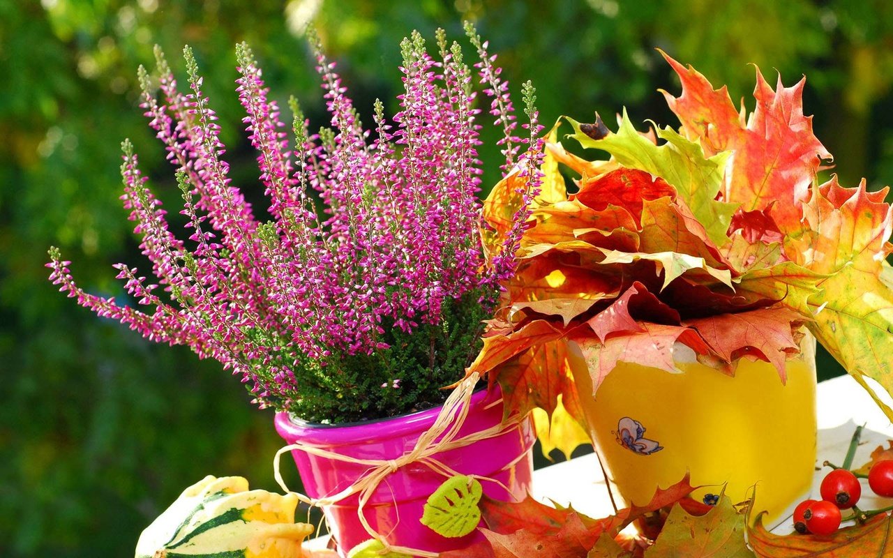 Обои листья, цветок, осень, эрика, leaves, flower, autumn, eric разрешение 1920x1200 Загрузить