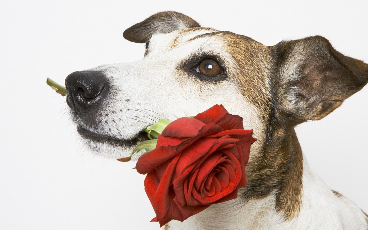 Обои роза, собака, белый фон, пес, подарок, красная роза, rose, dog, white background, gift, red rose разрешение 1920x1080 Загрузить