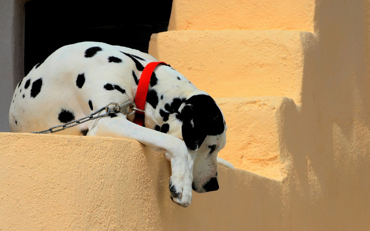 Обои стена, собака, далматин, ошейник, цепь, wall, dog, dalmatian, collar, chain разрешение 1920x1200 Загрузить