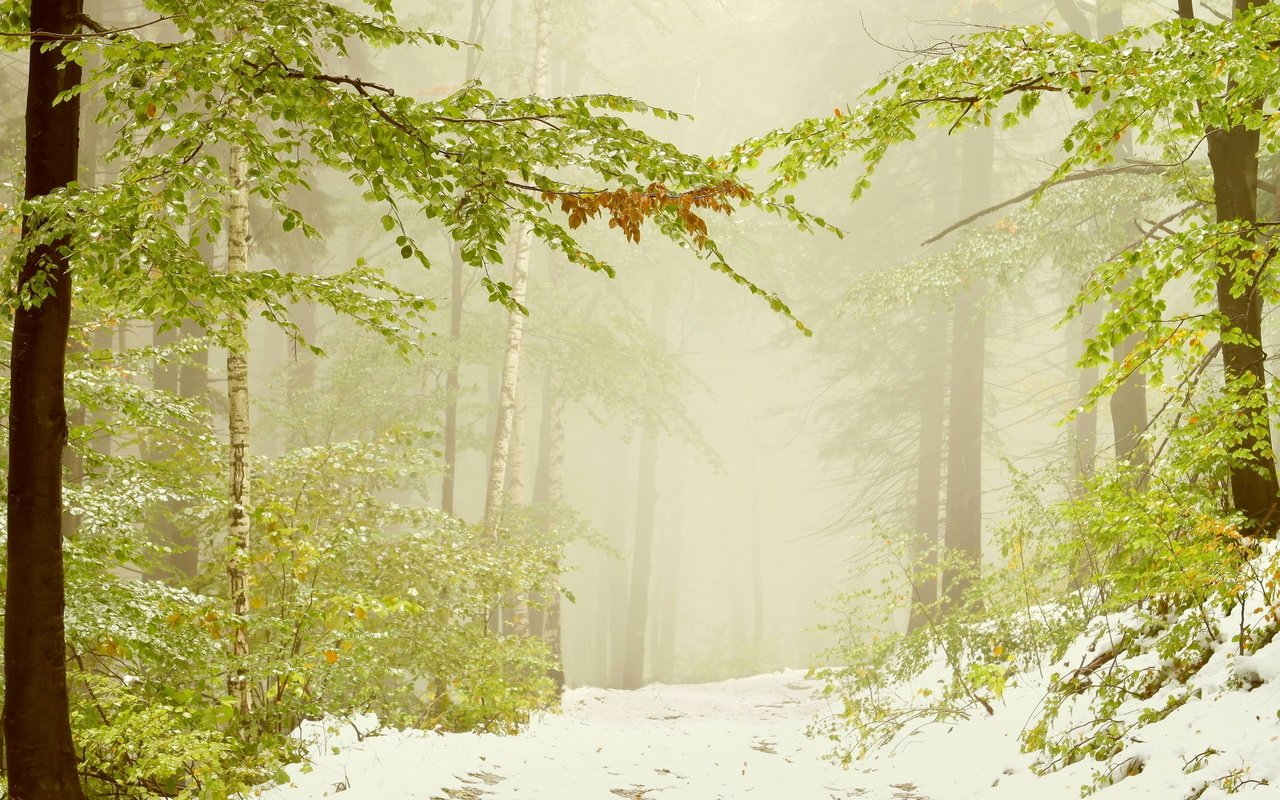 Обои деревья, снег, лес, листья, зима, ветви, дымка, trees, snow, forest, leaves, winter, branch, haze разрешение 1920x1200 Загрузить