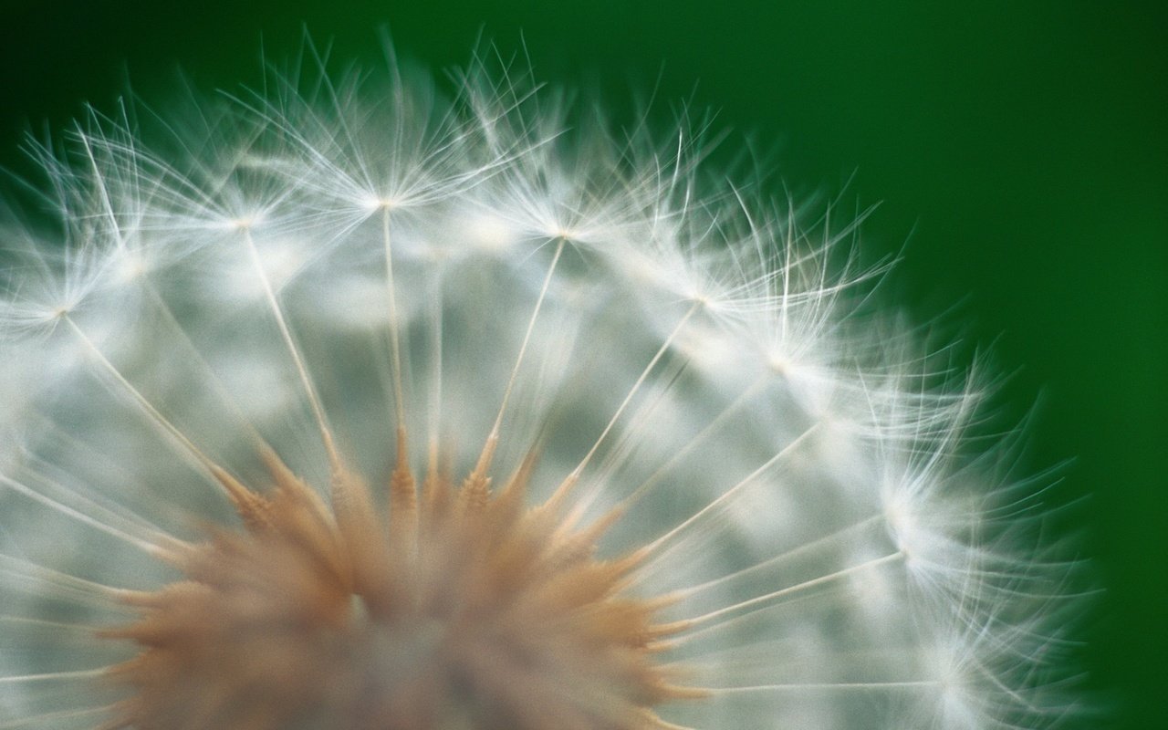 Обои природа, цветок, одуванчик, пух, пушинки, крупным планом, nature, flower, dandelion, fluff, fuzzes, closeup разрешение 2560x1600 Загрузить