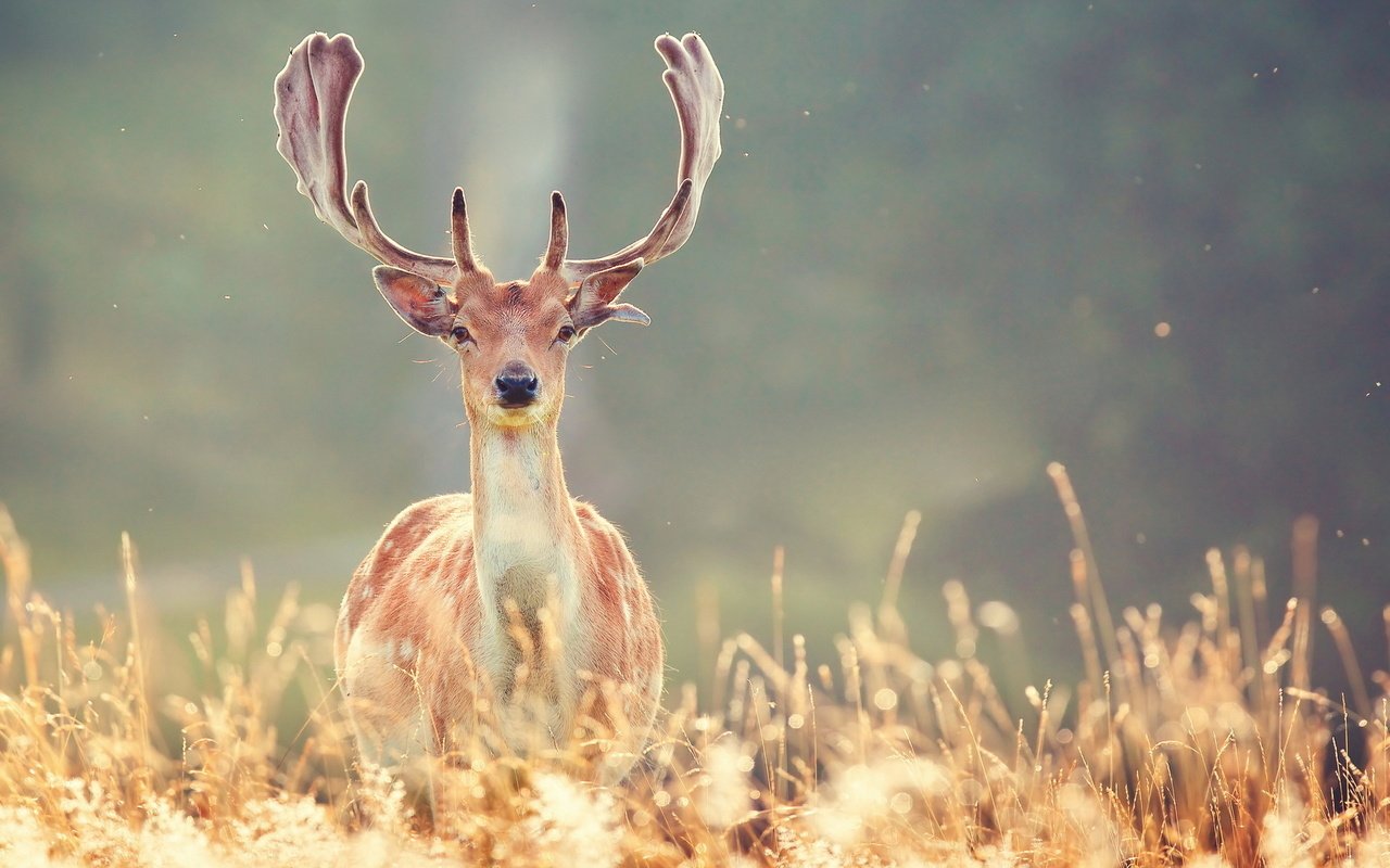 Обои трава, природа, олень, животные, рога, grass, nature, deer, animals, horns разрешение 1920x1200 Загрузить