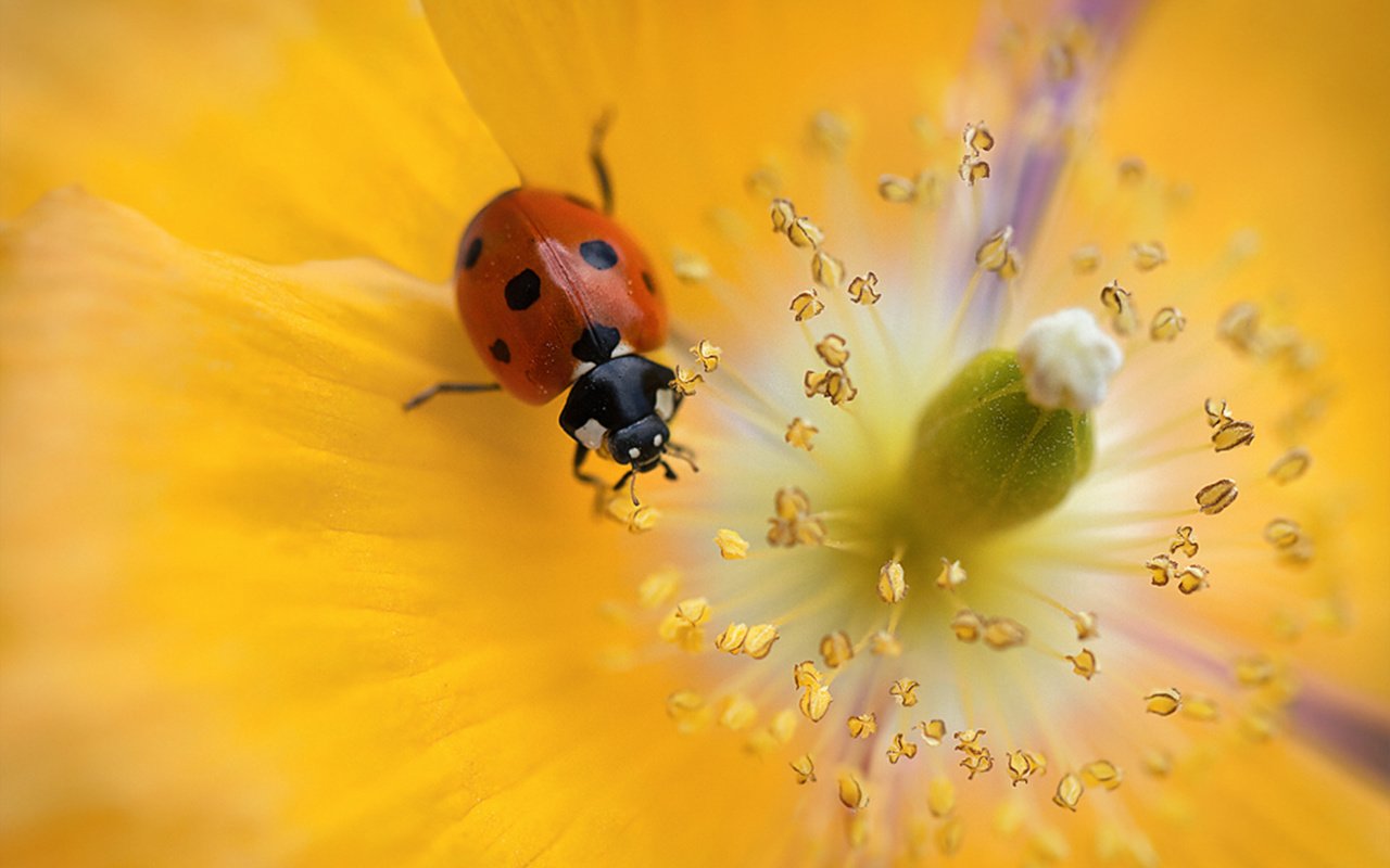 Обои красивый цветок, божья коровка для рабочего стола, beautiful flower, ladybug for your desktop разрешение 2560x1600 Загрузить