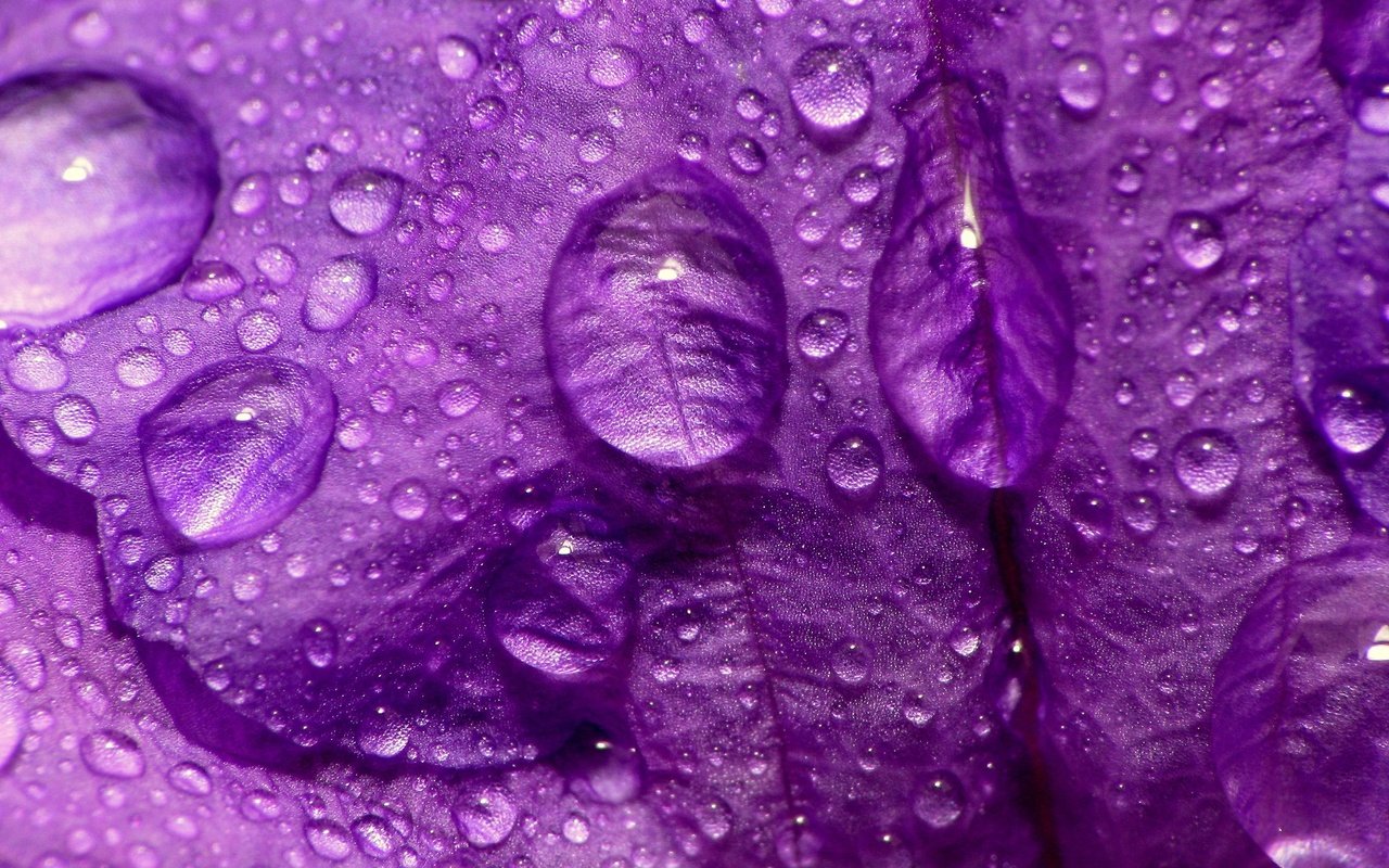 Обои макро, цветок, капли, фиолетовый, лепесток, macro, flower, drops, purple, petal разрешение 2560x1920 Загрузить