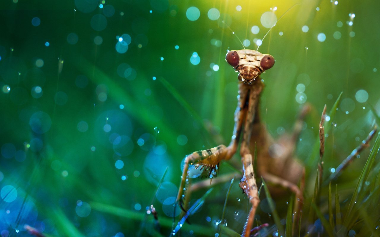 Обои трава, макро, насекомое, дождь, богомол, боке, grass, macro, insect, rain, mantis, bokeh разрешение 1920x1200 Загрузить