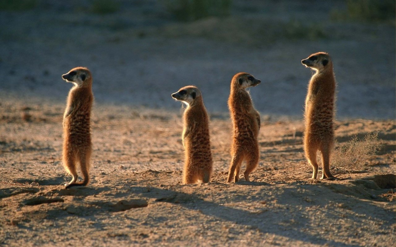 Обои животные, пустыня, сурикаты, семейка, караул, animals, desert, meerkats, family, guard разрешение 1920x1200 Загрузить