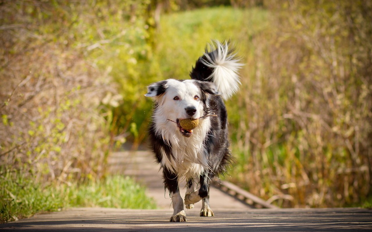 Обои деревья, мост, собака, друг, мяч, бордер-колли, trees, bridge, dog, each, the ball, the border collie разрешение 1920x1280 Загрузить