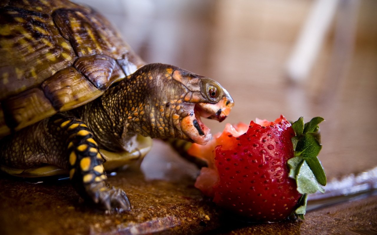 Обои животные, клубника, черепаха, панцирь, обед, рептилия, animals, strawberry, turtle, shell, lunch, reptile разрешение 1920x1200 Загрузить