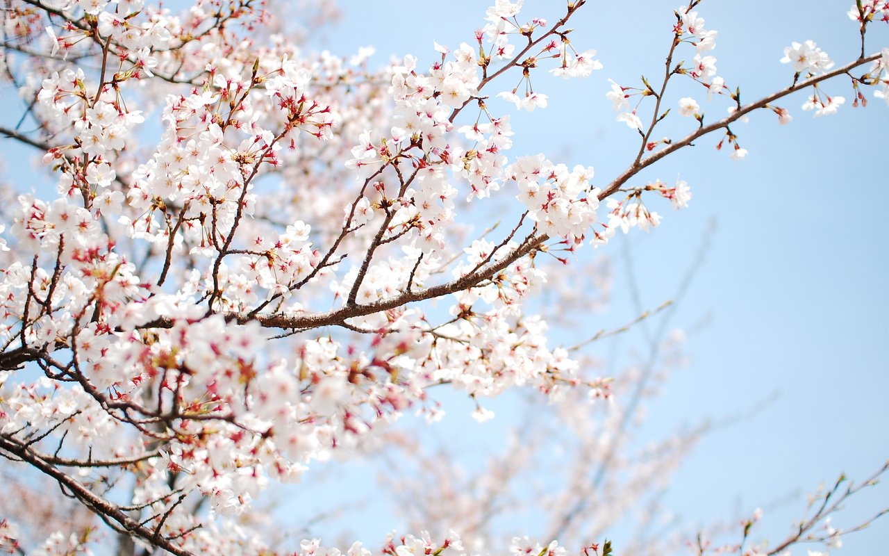 Обои небо, цветы, дерево, цветение, ветки, весна, слива, the sky, flowers, tree, flowering, branches, spring, drain разрешение 2560x1600 Загрузить