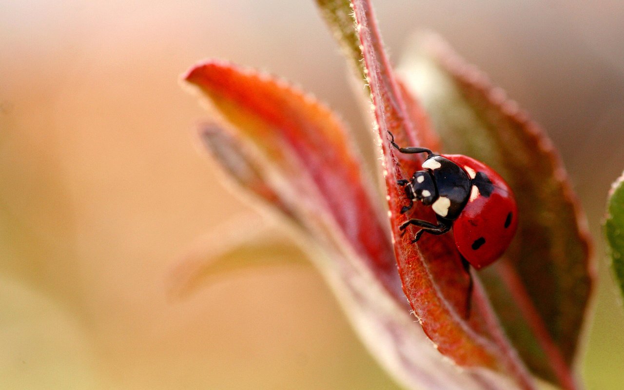 Обои макро, фон, божья коровка, размытость, cvetok, bozhya, korovka, listok, macro, background, ladybug, blur разрешение 1920x1200 Загрузить