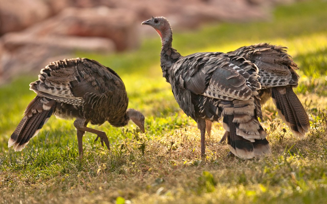 Обои трава, природа, птицы, клюв, перья, дрофа, grass, nature, birds, beak, feathers, bustard разрешение 2880x1800 Загрузить