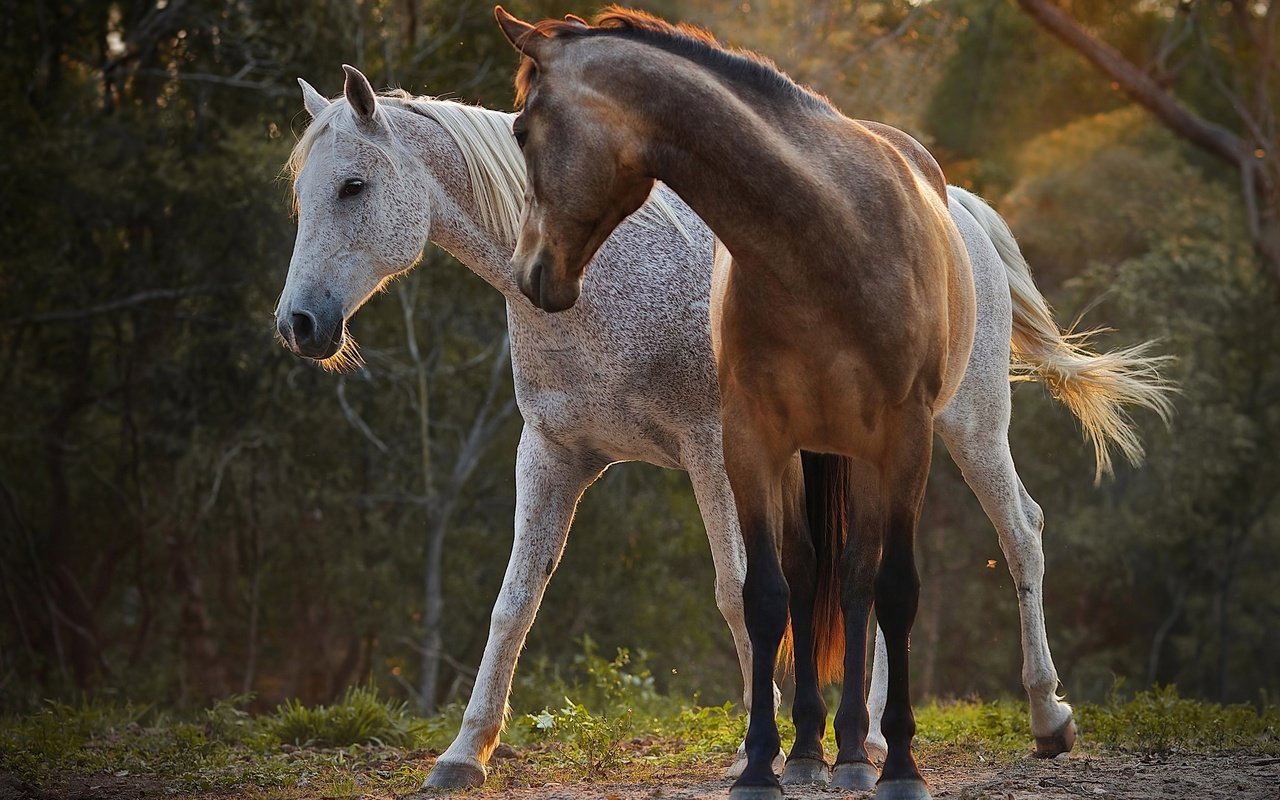 Обои природа, лучи, пара, лошади, окрас, nature, rays, pair, horse, color разрешение 2048x1369 Загрузить