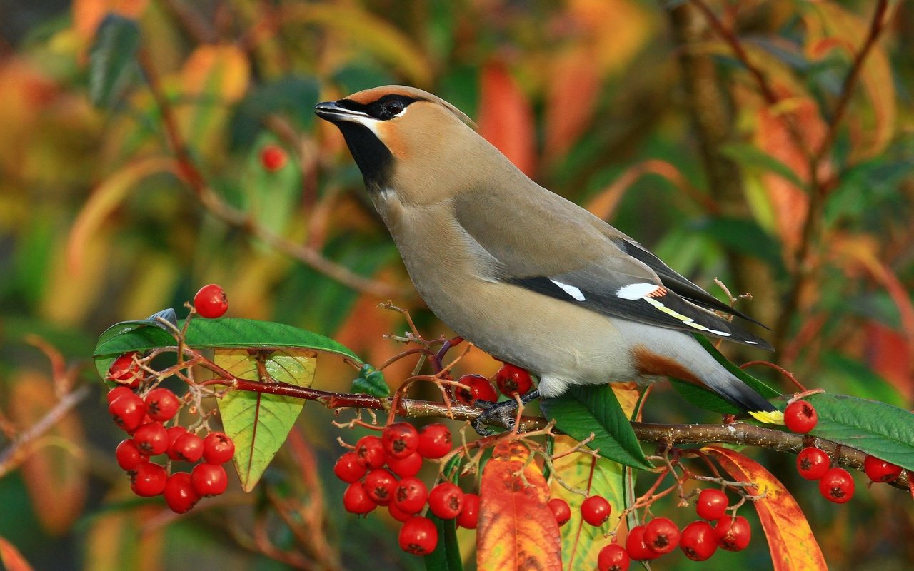 Обои ветка, птицы, ягоды, свиристель, branch, birds, berries, the waxwing разрешение 2048x1366 Загрузить