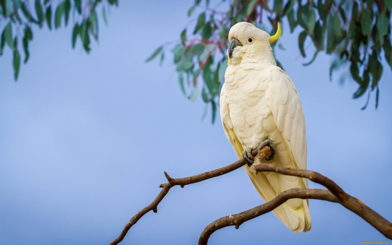 Обои ветка, птицы, попугай, большой желтохохлый какаду, branch, birds, parrot, big jeltuhay cockatoo разрешение 1921x1200 Загрузить