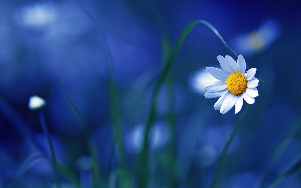 Обои макро, цветок, ромашка, ромашки, синий фон, macro, flower, daisy, chamomile, blue background разрешение 1920x1280 Загрузить