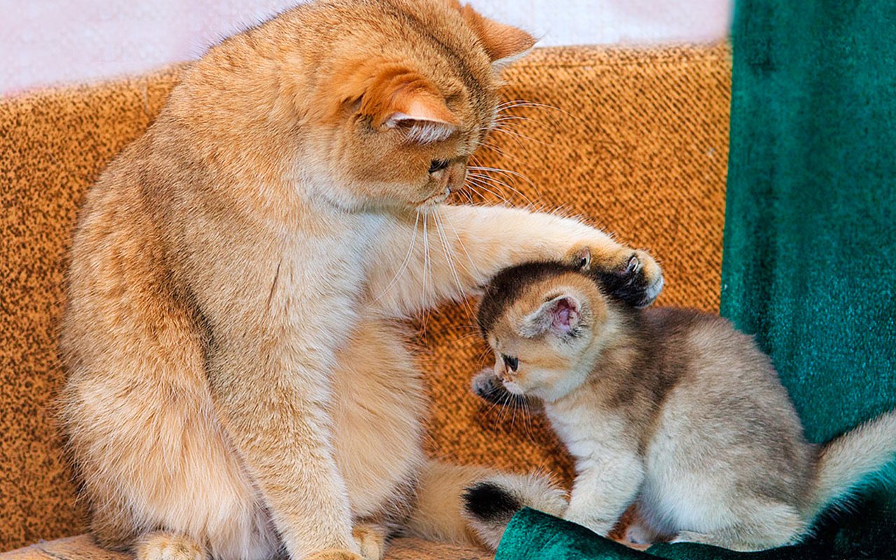 Обои кошка, котёнка, гладит, cat, kitten, stroking разрешение 1920x1486 Загрузить