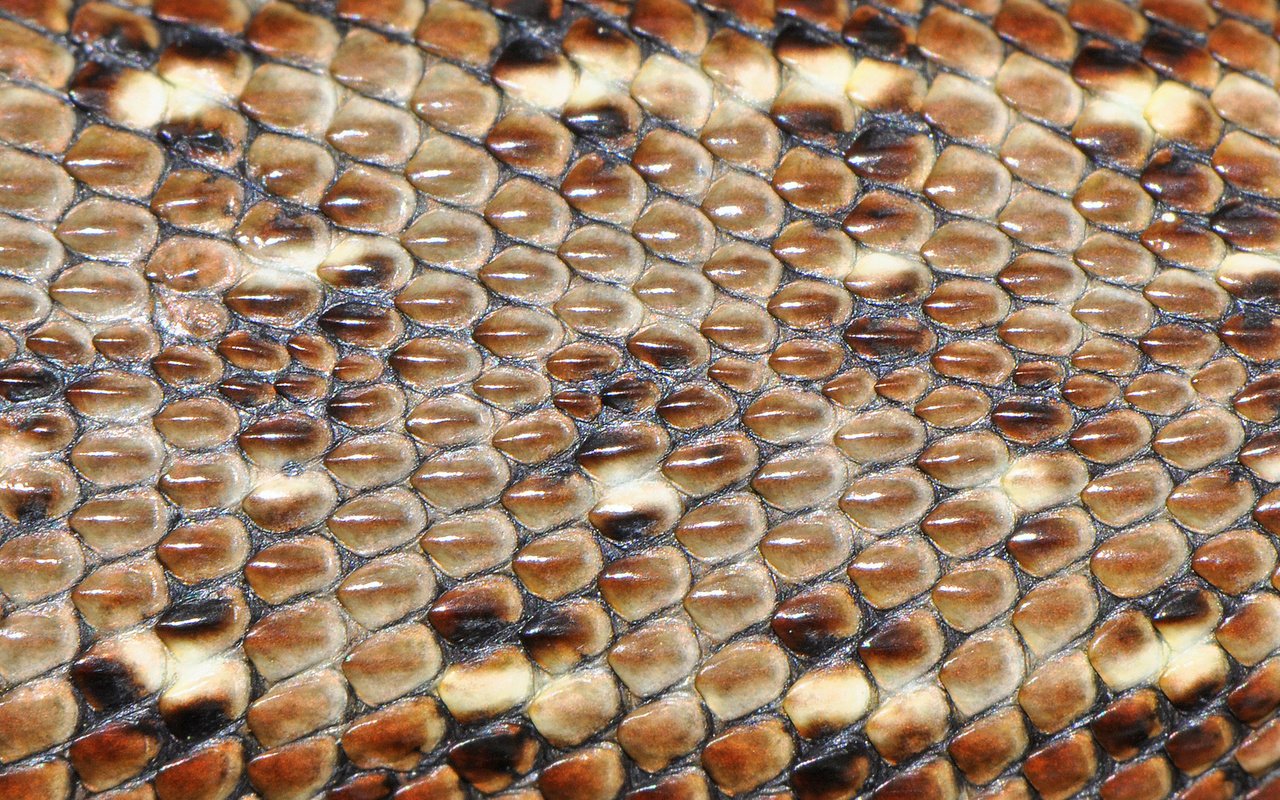 Обои текстура, макро, ящерица, кожа, чешуя, крупным планом, texture, macro, lizard, leather, scales, closeup разрешение 1920x1080 Загрузить