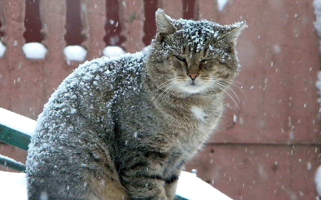 Обои зима, кот, серый, большой, снегопад, winter, cat, grey, large, snowfall разрешение 1920x1080 Загрузить