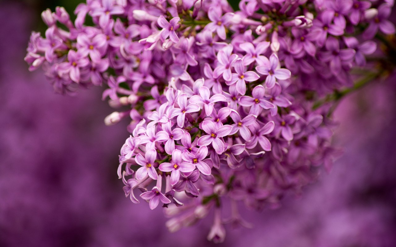 Обои макро, сирень, гроздь, macro, lilac, bunch разрешение 1920x1200 Загрузить