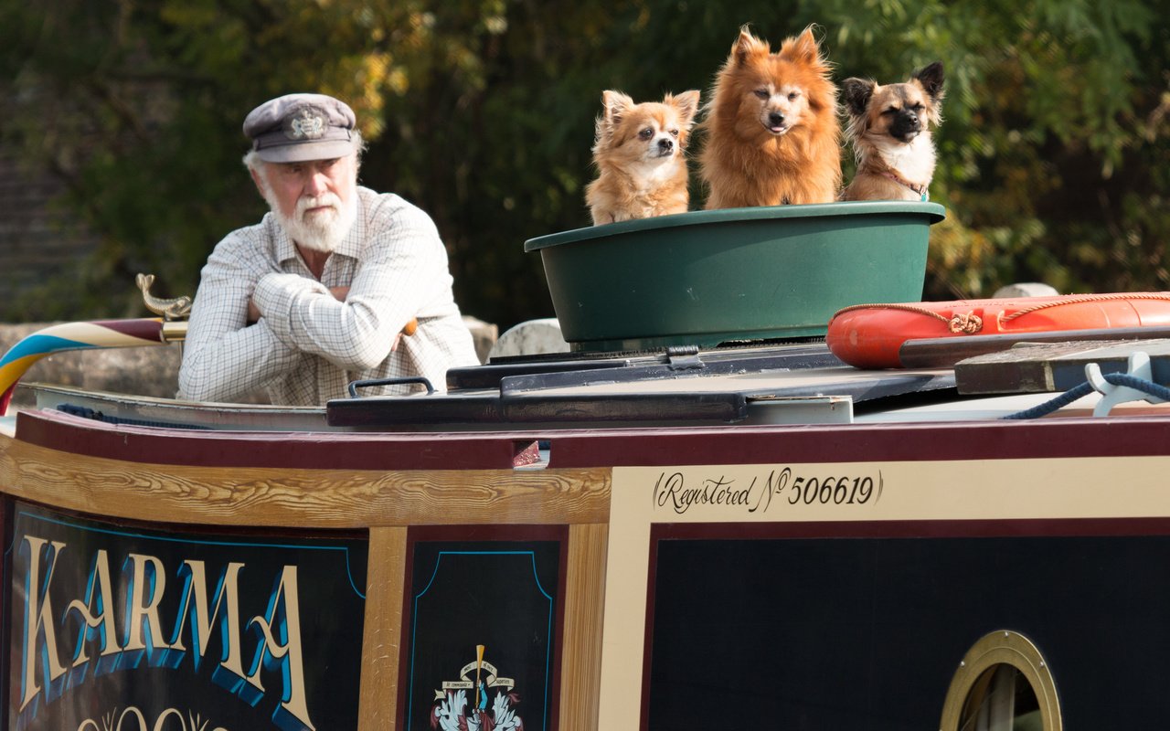 Обои собаки, старик, три храбреца в одном тазу, dogs, the old man, three brave in one basin разрешение 2048x1365 Загрузить