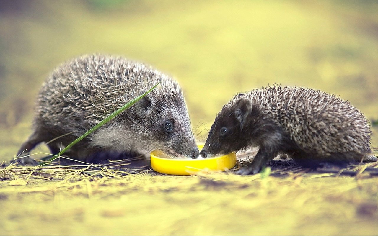 Обои природа, фон, ежики, семейство, пьют молоко, nature, background, hedgehogs, family, drink milk разрешение 1920x1200 Загрузить