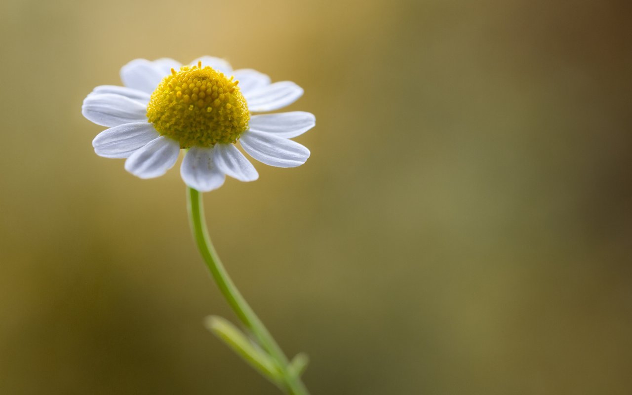 Обои природа, макро, фон, цветок, ромашка, nature, macro, background, flower, daisy разрешение 2048x1365 Загрузить