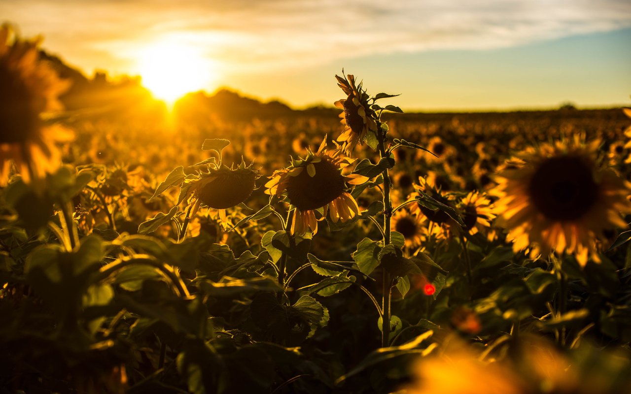 Обои природа, лето, подсолнухи, nature, summer, sunflowers разрешение 6016x4016 Загрузить