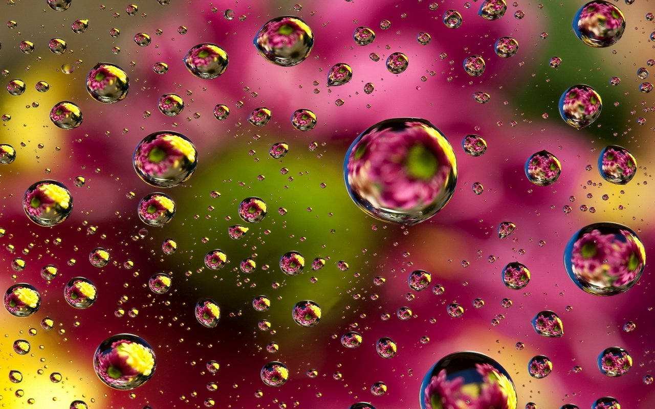 Обои цветы, вода, отражение, капли, цвет, брызги, капли воды, flowers, water, reflection, drops, color, squirt, water drops разрешение 2200x1600 Загрузить