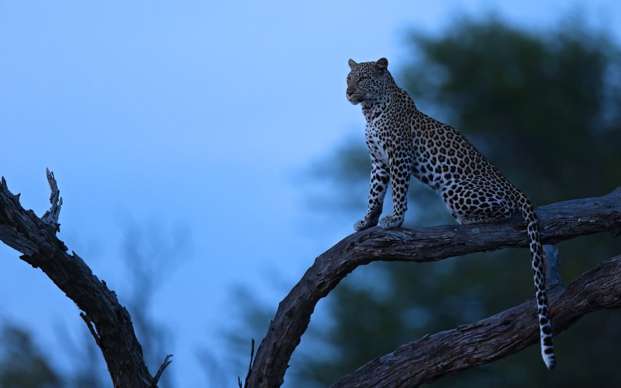 Обои ночь, дерево, леопард, хищник, night, tree, leopard, predator разрешение 1920x1200 Загрузить