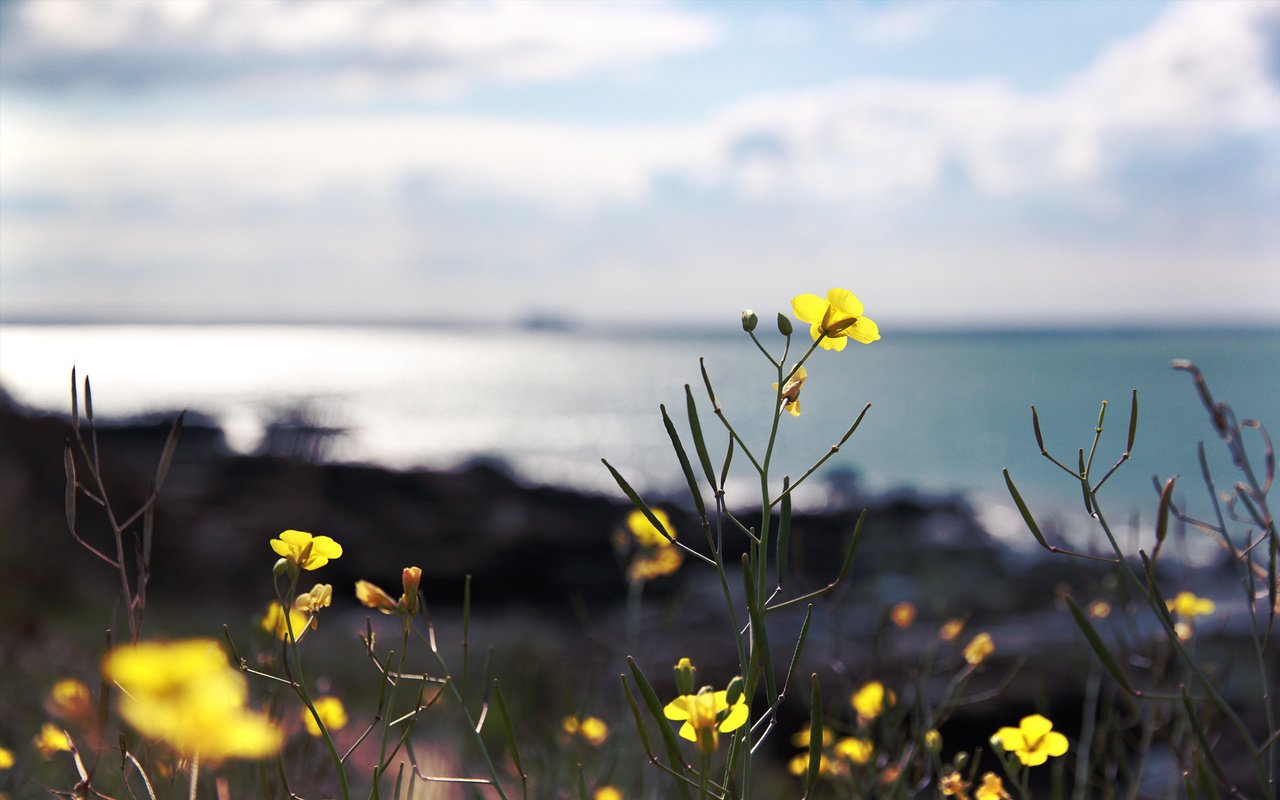 Обои цветы, поле, желтые, flowers, field, yellow разрешение 1920x1200 Загрузить